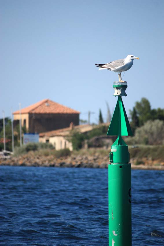 Salut la mouette
