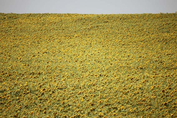 Champ de tournesols à perte de vue