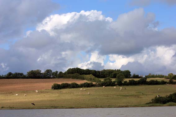 Des champs, des vaches, de l'eau...
