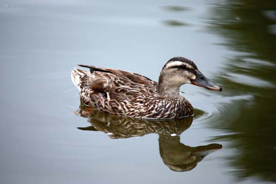 IMG_3735z1 Canard très bavard... un peu gourmand...