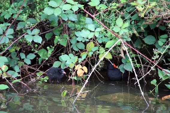 Poules d'eau: très craintifs, ils se barrent dès qu'on approche...