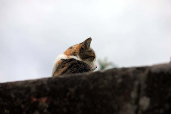 Minou minou... non tu ne viens pas à bord :)