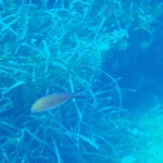 Poisson !