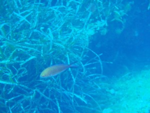 Poisson !